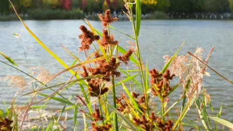 Wild grass swaying head-shaped spike sedge in the wind Stock Footage 219766892