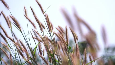 Wild Grass Swaying in Summer Breeze Under Sunlight 4K 스톡 동영상 336566022