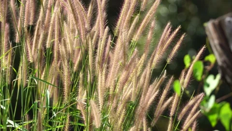 Wild Grass Swaying in Summer Breeze Under Sunlight 4K Stock Footage 336566058
