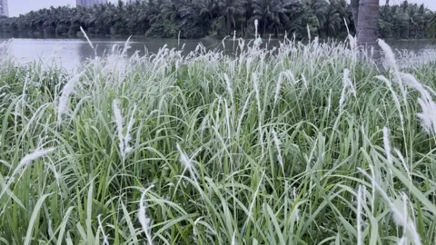 Wild Grass Swaying Through A Tropical Evening In Ecopark Stock Footage 335755293