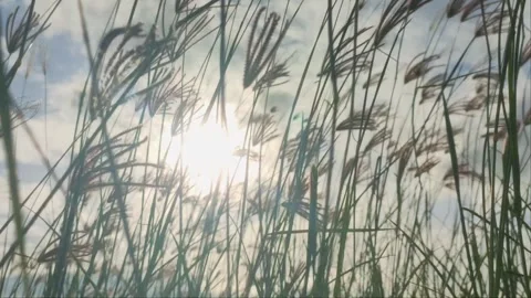 Wild Grass Swaying in Wind Against Sunlight and Blue Sky Stock Footage 343355742