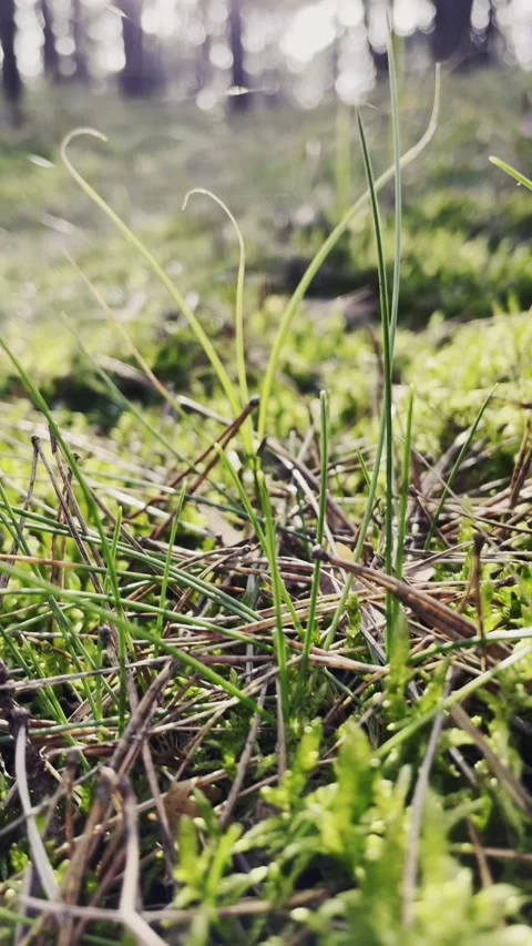 Wild Grass Swaying in Wind Close-Up Natural Texture Stock Footage 340162724