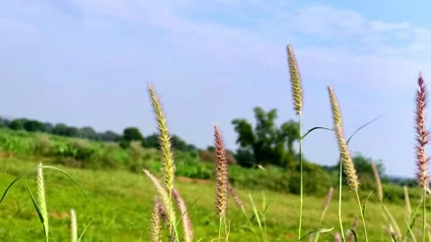 Wild Grass Swaying in the Wind in Green Field Close Up Stock Footage 341205229