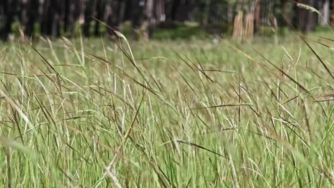 Wild Grass Swaying in Wind Nature Meadow Field Background. Stock Footage 304583992