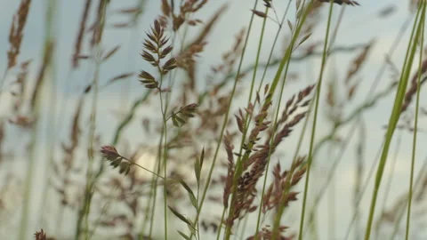 Wild Grass Swaying in Wind Nature Meadow Field Background. Wild Grass Sway .. Video stock 343587638