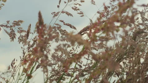 Wild Grass Swaying in Wind Nature Meadow Field Background. Wild Grass Sway .. Video stock 343588862