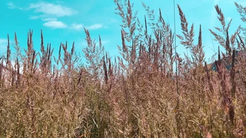 Wild grass swaying in wind over blue sky. Stock Footage 276189293