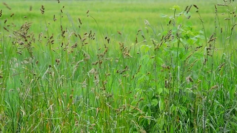 Wild grass swaying in wind, Russia Stock Footage 80454832
