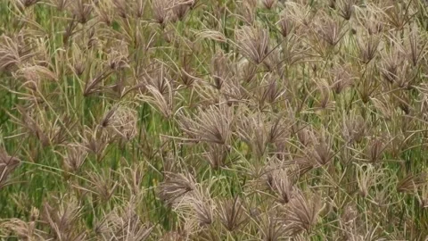 Wild grass swaying in windy and sunny day Stock Footage 149304083