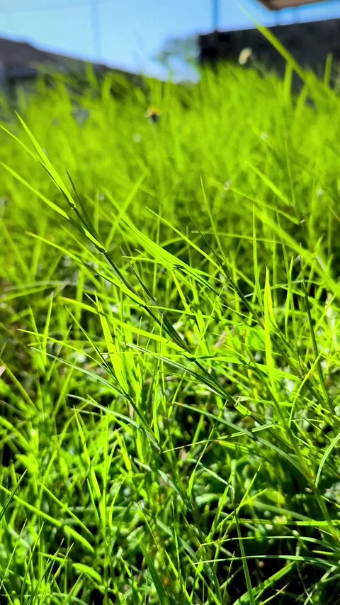 Wild grass sways Stock Footage 337566881