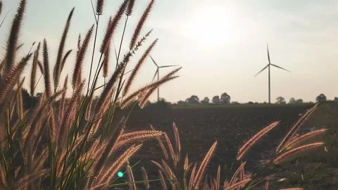 Wild grass sways in the foreground with wind turbines spinning in the distance Stock Footage 314817305