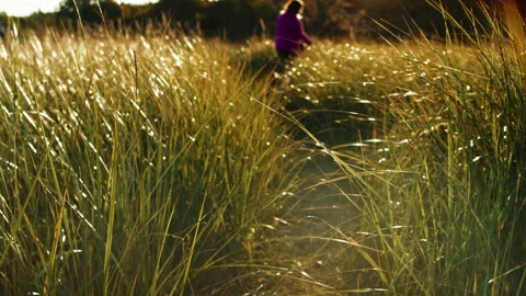 Wild Grass Sways Gently In Summer Forest Field With Woman Walking Dog Background Stock Footage 316703080