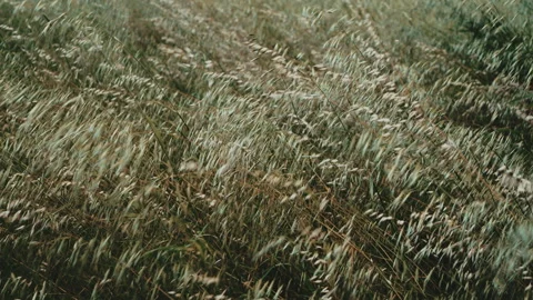 Wild grass sways in the rushing wind Stock Footage 253720715