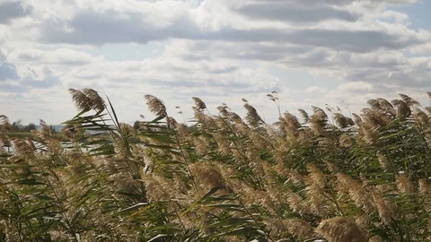 Wild grass sways from the wind against the sky and a pond. Stock Footage 128373448