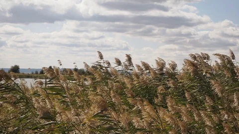Wild grass sways from the wind against the sky and a pond. Stock Footage 128375721