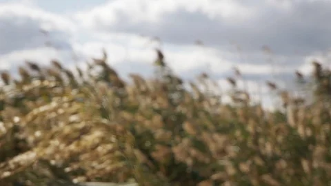 Wild grass sways from the wind against the sky and a pond Video stock 128377138