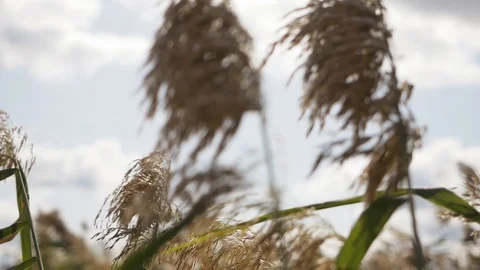 Wild grass sways from the wind against the sky and a pond. Stock Footage 128377528