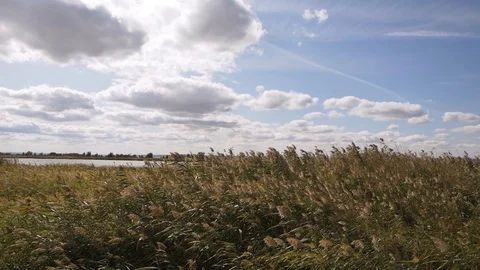 Wild grass sways from the wind against the sky and a pond Video stock 128378999
