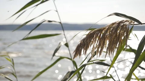 Wild grass sways from the wind against a wide river the sky Stock Footage 128418575