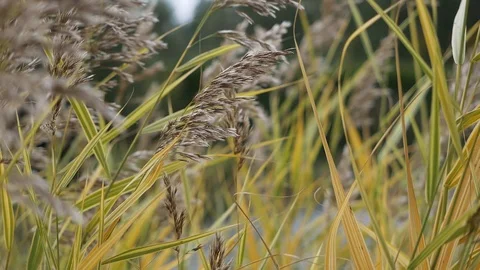 Wild grass sways from the wind against a pond and the trees Stock Footage 128421978