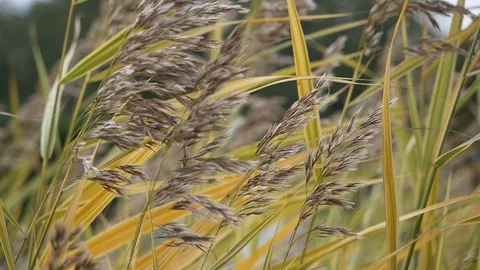 Wild grass sways from the wind against a pond and the trees Stock Footage 128422089