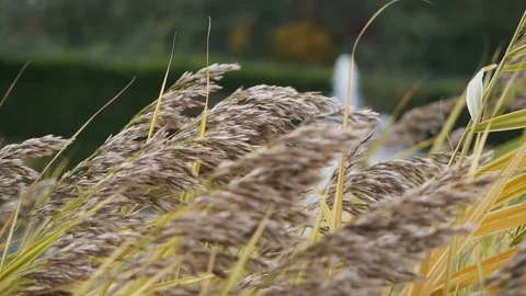 Wild grass sways from the wind against the fountain and a pond Stock Footage 128433392