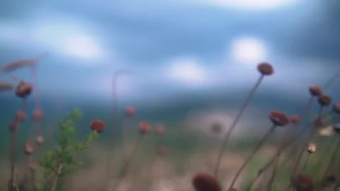 Wild grass sways in the wind against the backdrop of mountains and fluffy clouds Stock Footage 132853342
