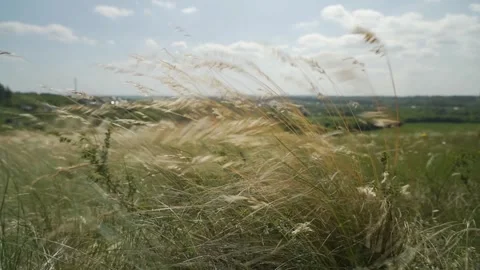 Wild grass sways in the wind against the background of a meadow field. Stock Footage 246065702