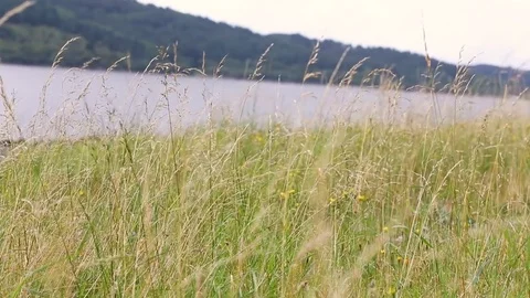 Wild Grass sways in wind, along the Scottish loch's shoreline on an overcast day Stock-Footage 80100247