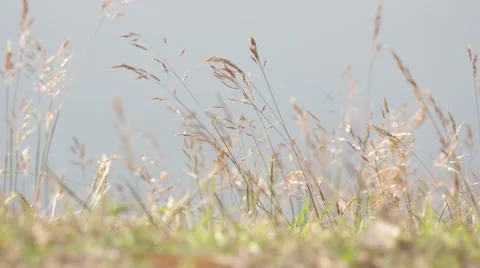 Wild grass swinging Stock Footage 47792298
