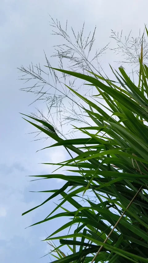 Wild Grass Under Cloudy Sky Stock Footage 337306639