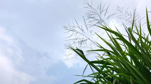 Wild Grass Under Cloudy Sky Video stock 337306646