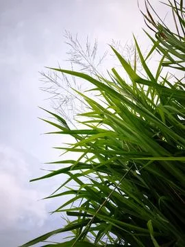Wild Grass Under Cloudy Sky Stock Photos