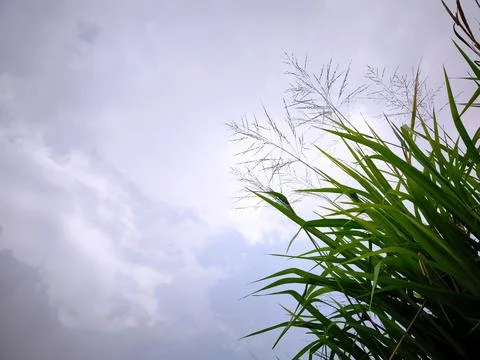 Wild Grass Under Cloudy Sky Stock Photos
