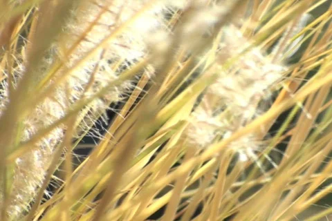 Wild grass V1 - NTSC Stock Footage 681294