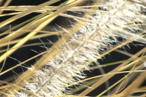 Wild grass V2 - NTSC Video stock 681290
