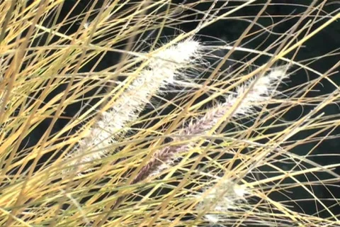 Wild grass V3 - NTSC Stock Footage 681287