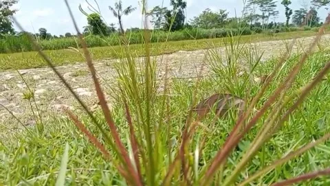 Wild grass view it seems to be able to withstand hot weather. Video stock 332055982