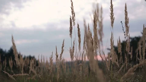 Wild grass waves on the wind in the field on the sunshining sky background. 4K Vidéo 80530002