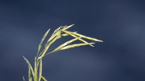 Wild grass waves in the wind by the lake. Video stock 73607347