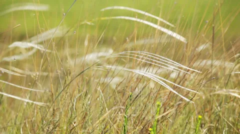 Wild grass waving in the fields Stock Footage 35971120
