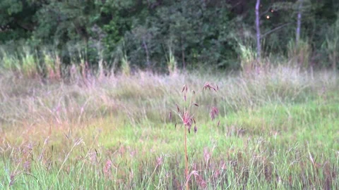 Wild Grass Waving In The Wind Stock Footage 131278094