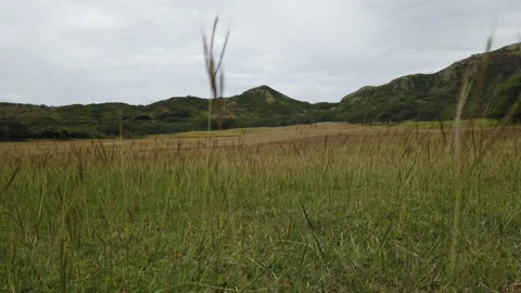Wild Grass Waving in the Wind Video stock 155364663