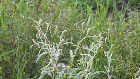 Wild grass weed Stock Footage 329384132