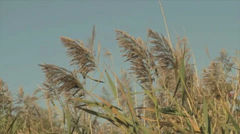 Wild Grass In The Wind 1 slowmotion Stock-Footage 8834925