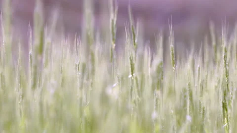 Wild grass in the wind in the field Stock Footage 235400199