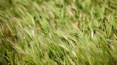 Wild grass on wind Stock Footage 40370156