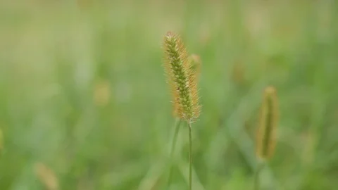 Wild grass with the wind Stock Footage 100279224