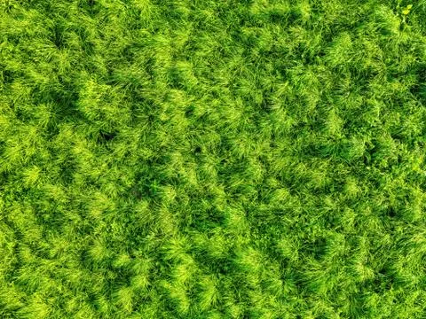 Wild grass on the wind hdr background and texture Foto stock