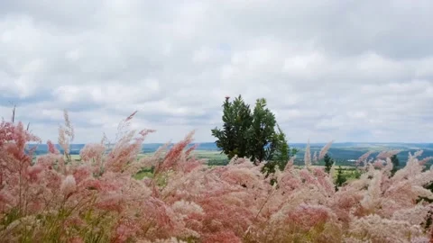Wild grass in  windy day Stock Footage 237931392